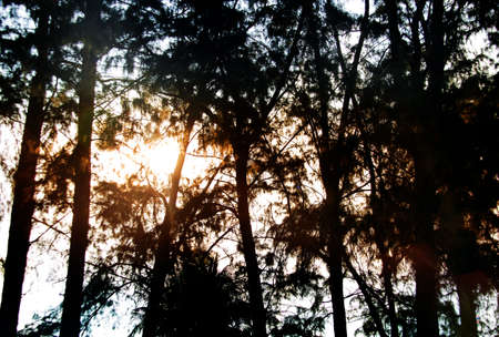 sun beam behind pine tree in summer with siluhouette treeの写真素材