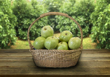 fresh guava on basket from field serve on wood table for nature foodの写真素材