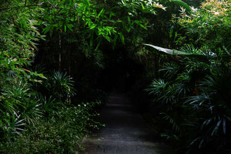 cement walkway to dark forest for nature misteryの写真素材