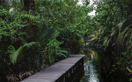 wood bridge walkway on water pond in rain forestの写真素材