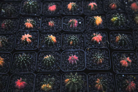 indoor garden colorful cactus with black stone for nature backgroundの写真素材