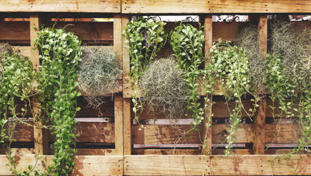 green ivy plant in wood box in garden decorationの写真素材