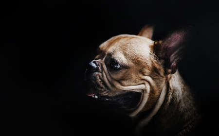 portrait in dark of puppy pug dog in pet conceptの写真素材