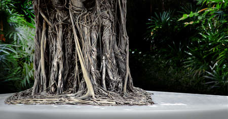 big giant root of tree in cement blog for control the tree and use to seatの写真素材