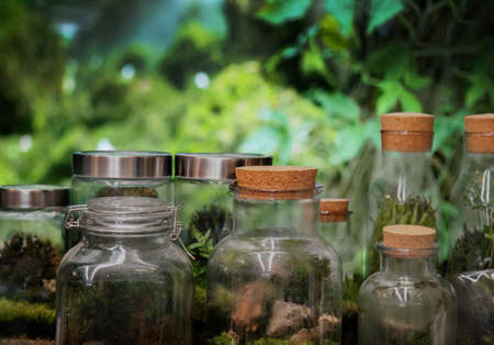 mini green garden glasshouse garden on rain forest fresh nature with collect nature in boxの写真素材