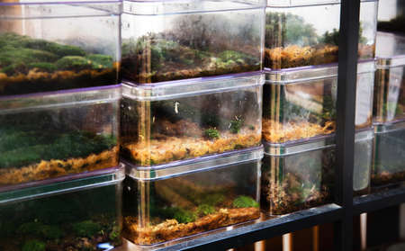 nurseseries garden glass house condominium on shelf for indoor gardening for nature hobby and decorate houseの写真素材