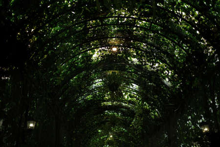 green ivy plant archway in garden way to making shadow from natureの写真素材