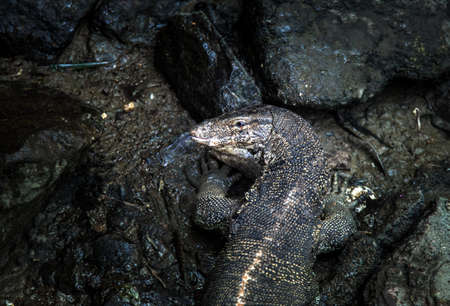 close up comodo lizard on dark pond to predator for surviveの写真素材