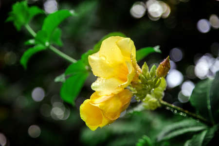 close up yellow flower in wild park after rainingの写真素材