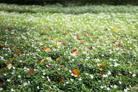 green bush fence in garden for outdoor backgroundの写真素材