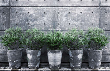 deciration garden with bush of tree in cement vase on cement wall fir loft interior styleの写真素材