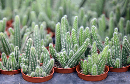 nursery cactus tree indoor garden can do it for yourself