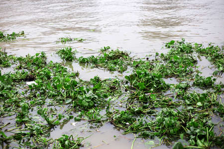 Water Hyacinth cover a river to show wastrel on waterの写真素材