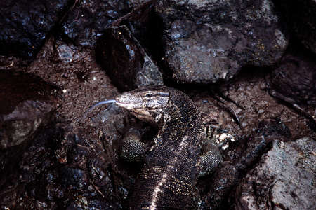 dragon komodo lizards animal on dried pondの写真素材