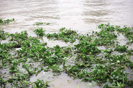 Water Hyacinth cover a river to show wastrel on waterの写真素材