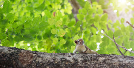 squirrel on tree outdoor park on banner sizeの写真素材