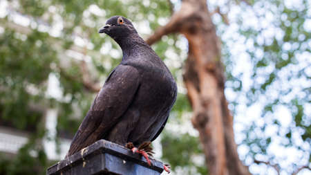 close up pigion bird on pole with banner sizeの写真素材