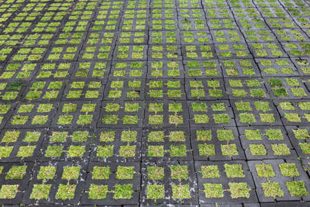 green grass with brick cement floor for garden exterior backgroundの写真素材