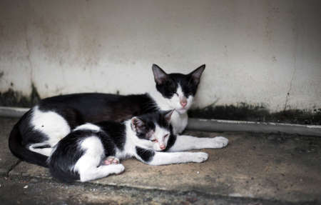 Stray kitten family on the street sleep with momの写真素材