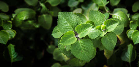 close up top bush of spearmint leaf in banner sizeの写真素材