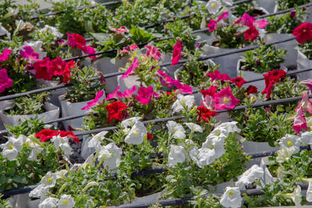 planting flower on modern farming pipe lineの写真素材