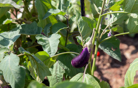 purple aubergine vegetable in nature farming to making clean foodの写真素材