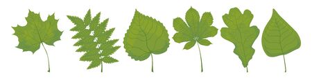 Set of green leaves, row, linden, chestnut, oak and birch on a white background. Vector.のイラスト素材