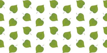 Seamless pattern of green leaves of linden on a white background. Vector.のイラスト素材