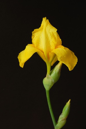 yellow iris flower
