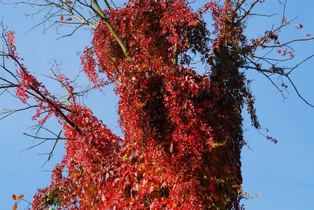 autumn tress in the park and wild grape vines