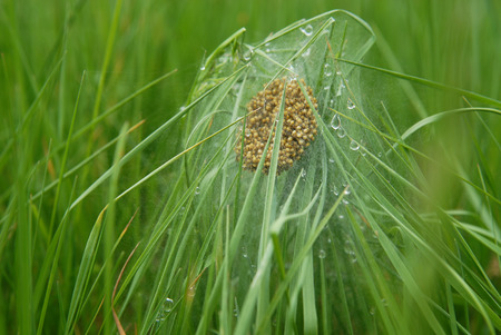 spiders nest