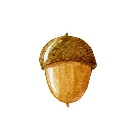 Watercolor hand painted oak acorn nut. Perfect for wrapping paper, wallpaper, textile. Autumn season.の写真素材