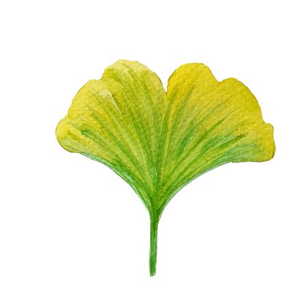 Watercolor hand painted ginkgo biloba Ã­n green and yellow color. Can be used as package design,...
