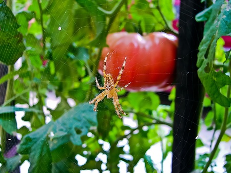 Spider on its net waiting for its prey in the tomato bedの写真素材