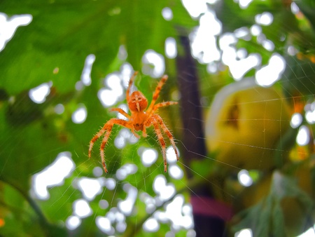 Spider on its net waiting for its prey in the tomato bedの写真素材