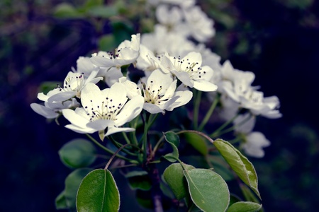 Beautiful forest tree blooming in spring. Selective focus.の写真素材