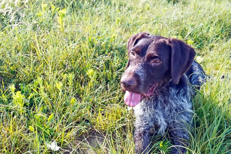 Happy dog recumbent on the green meadow