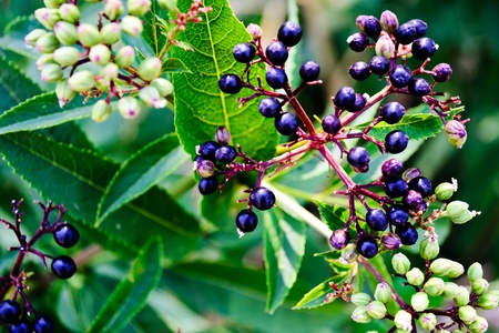 Black Ðlder berries - dark ripe berries on a background of lush green leaves blurredの写真素材