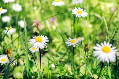 Blooming wild flowers in the meadow at spring timeの写真素材
