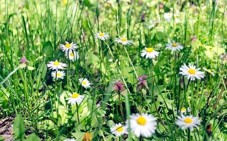 Blooming wild flowers in the meadow at spring timeの写真素材