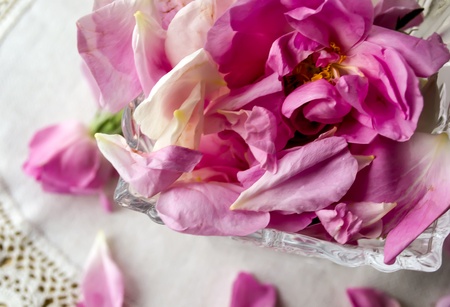 Scattered petal pink Bulgarian oleaginous roseの写真素材