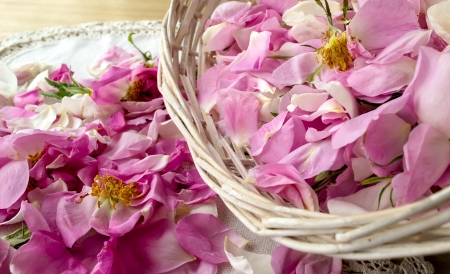 Scattered petal pink Bulgarian oleaginous roseの写真素材