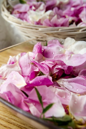 Scattered petal pink Bulgarian oleaginous roseの写真素材