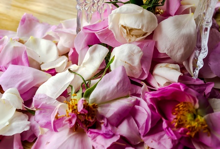 Scattered petal pink Bulgarian oleaginous roseの写真素材