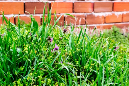 Spring green grass with dew, close upの写真素材