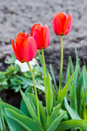 Closeup of three red tulips in the garden of the villageの写真素材