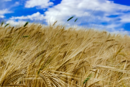 Field of ripened rye against the blue skyの写真素材