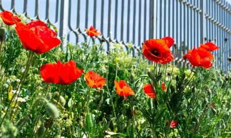 Few poppies meadow in front of a metal fenceの写真素材