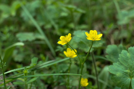 Little yellow close up wildflower buttercupの写真素材