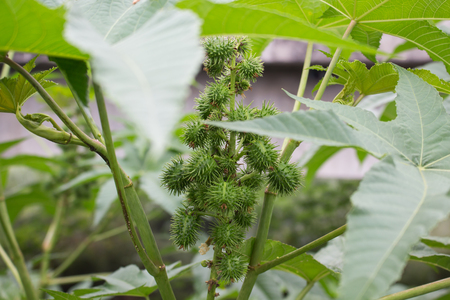 Wild green fruits on the treeの写真素材